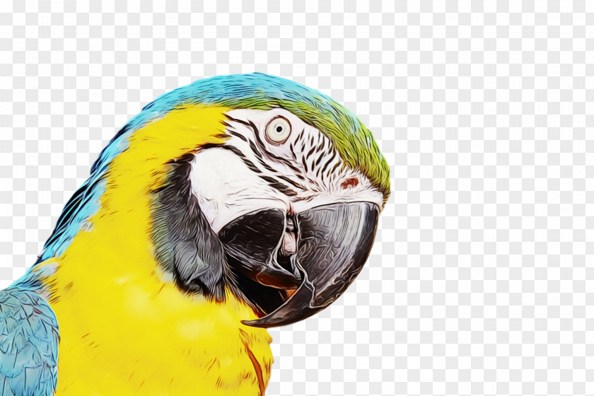 Lovebird PNG