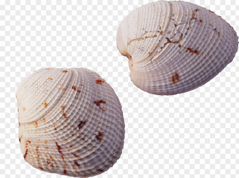 Shell,conch Tianping Mountain Seashell Conch PNG