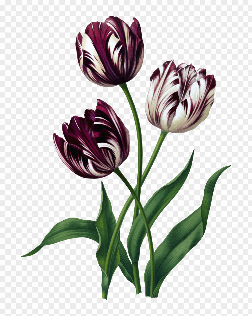 Tulip Drawing Flower Artist Painting PNG