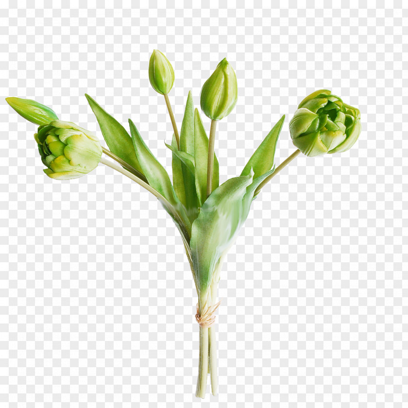 Flower Plant Bud Pedicel Stem PNG