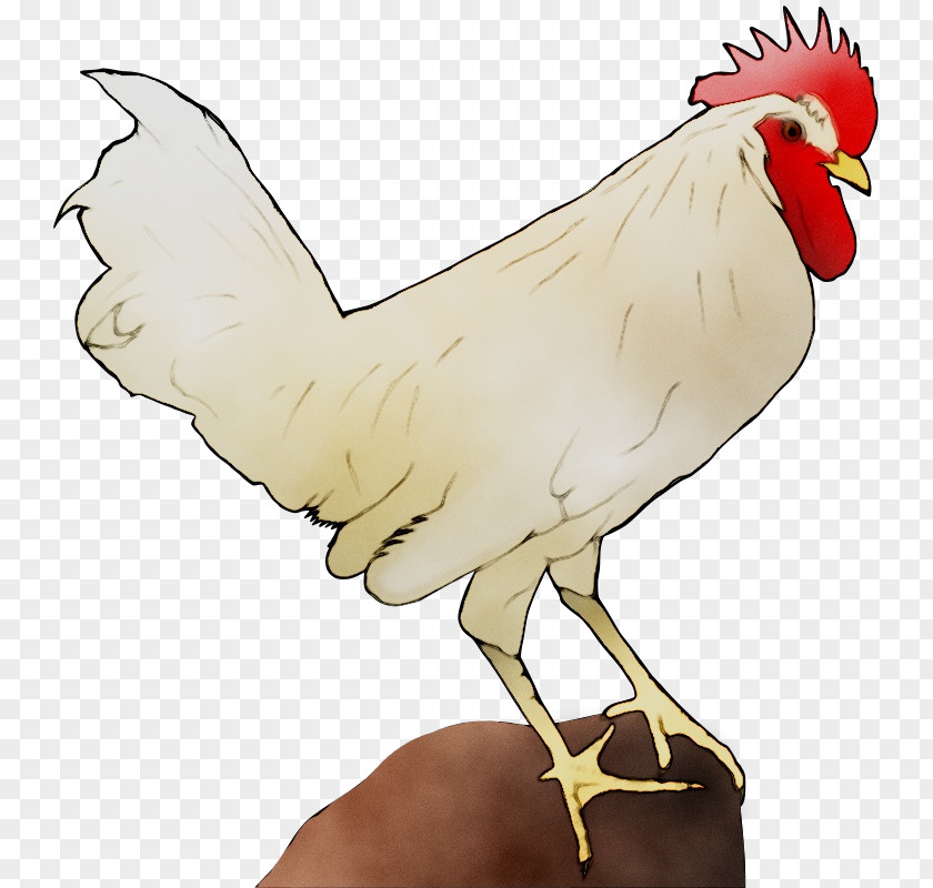 Rooster Chicken Clip Art Image PNG