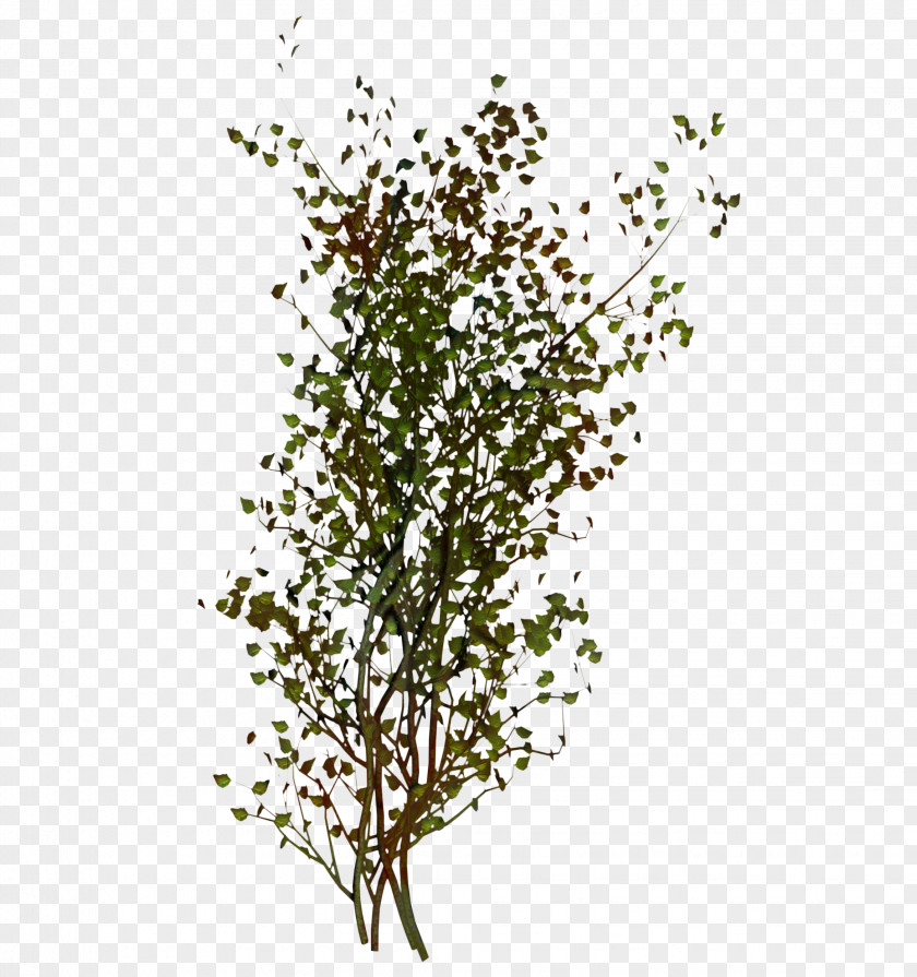 Woody Plant Grass Background PNG