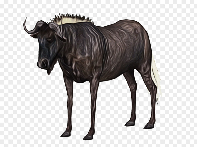 Bull Cowgoat Family Wildebeest Animal Figure Bovine Wildlife Cow-goat PNG