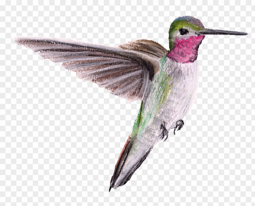 Hummingbird Beak Wing Feather PNG