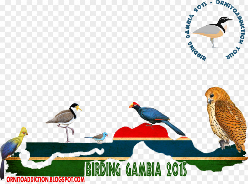 Kingfisher Logo Beak Fauna Wildlife Clip Art PNG