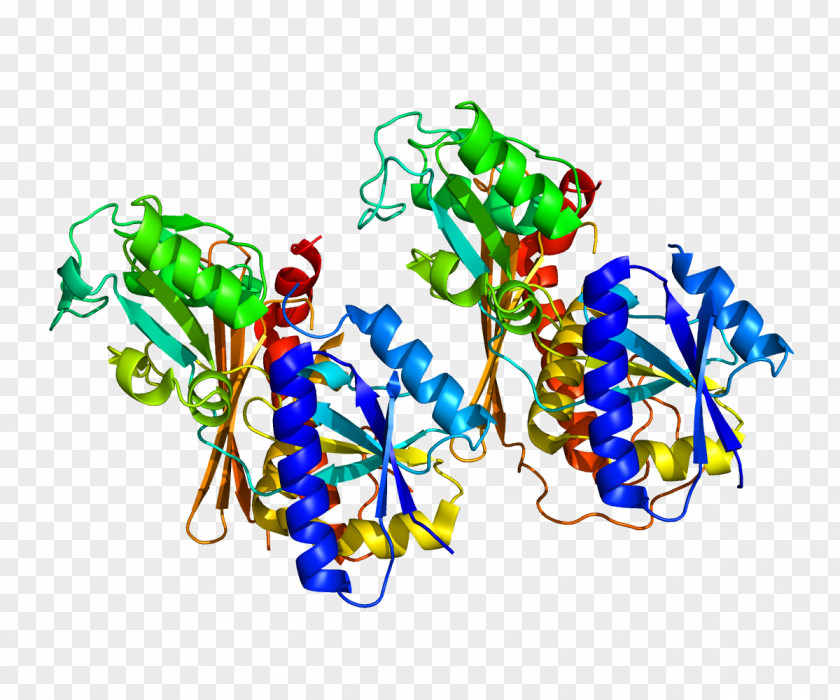 Porphobilinogen Deaminase Deamination Hydroxymethylbilane Enzyme PNG