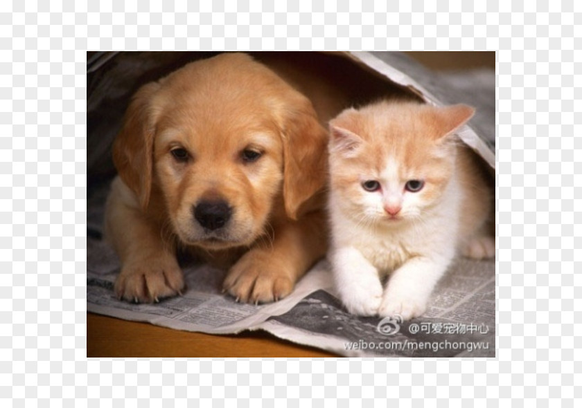 Puppy Kitten Cat Beagle Golden Retriever PNG