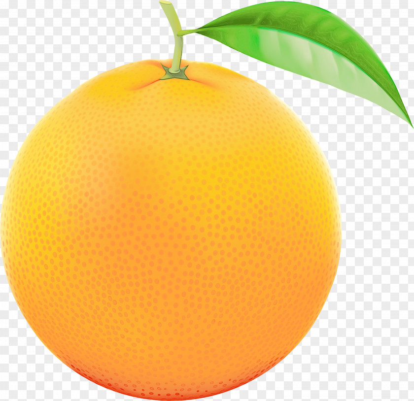 Tree Food Orange PNG