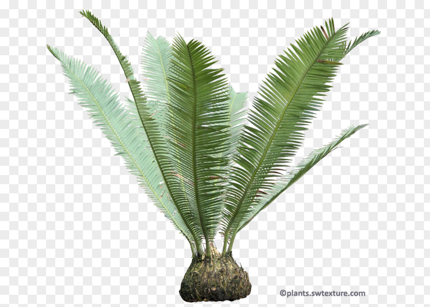 Babassu Sago Palm Dioon Edule Cycad Arecaceae PNG