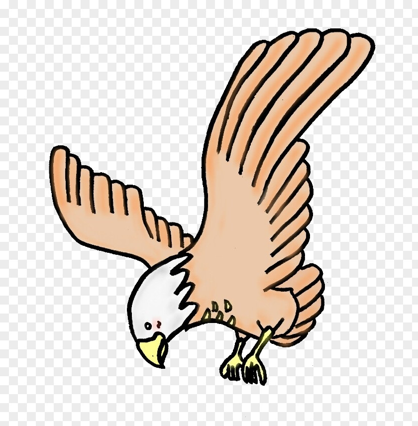 Eagle Hawk Clip Art Illustration Aquila PNG