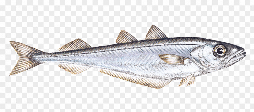 Forage Fish Cod Cartoon PNG