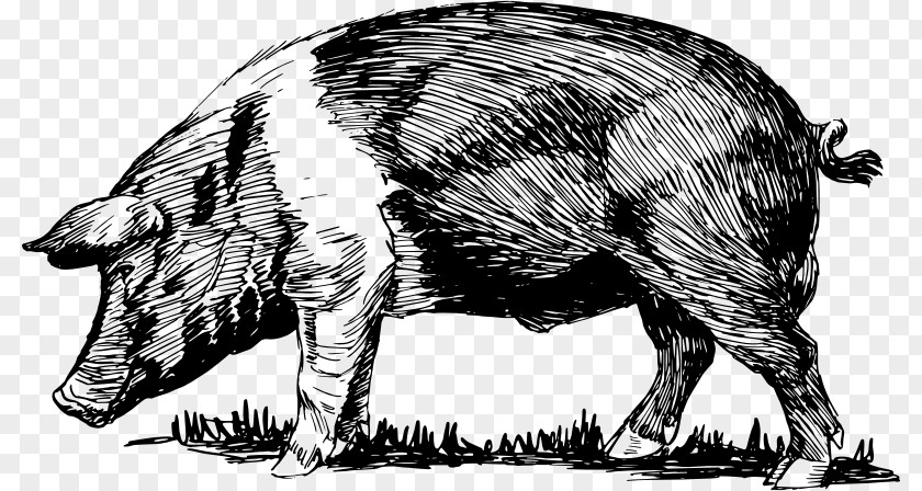 Pig Sketch Domestic Peccary Bacon Snout Clip Art PNG