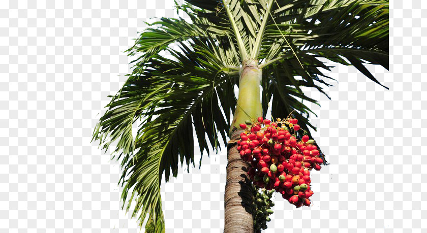 Red Palm Trees On Date Arecaceae Tree PNG