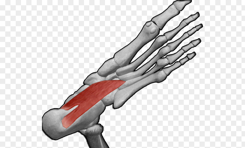 Ecg Flexor Hallucis Brevis Muscle Digitorum Longus Quadratus Plantae PNG