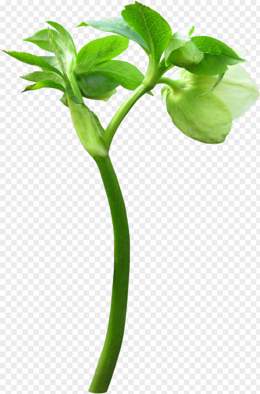 Flower Bud Plant Leaf PNG