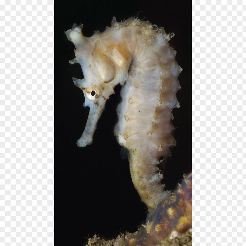 Seahorse Swan River Colony Syngnathiformes Animal PNG