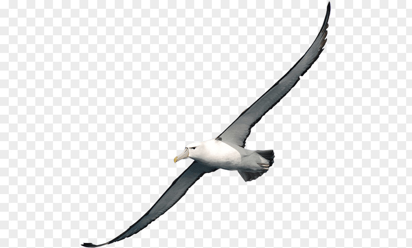 Albatross Clip Art Image Vector Graphics PNG