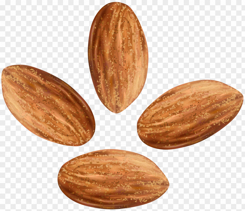 Almond Nut Clip Art PNG