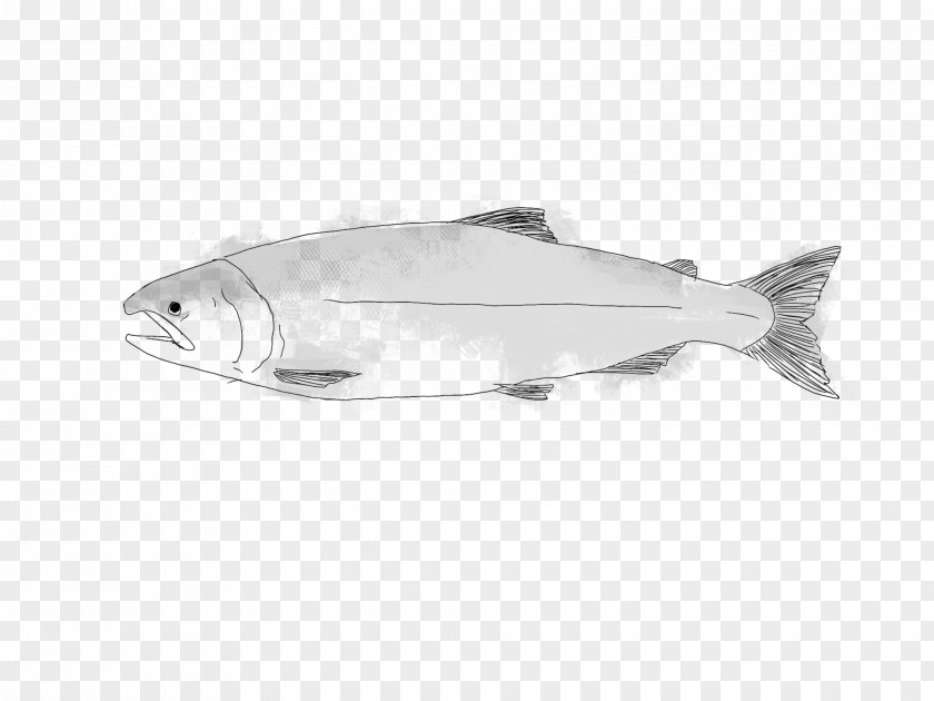Coho Salmon Fish Seafood As Food PNG