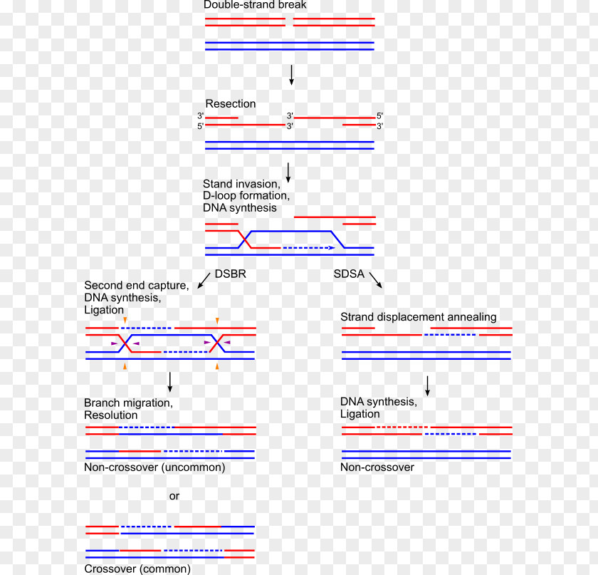 Holliday Junction Genetic Recombination Homologous Chromosomal Crossover Chromosome PNG