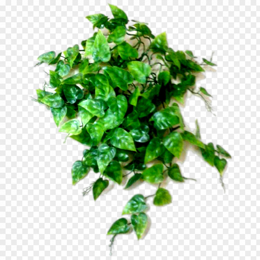 Plant Chervil Parsley Herb Coriander PNG