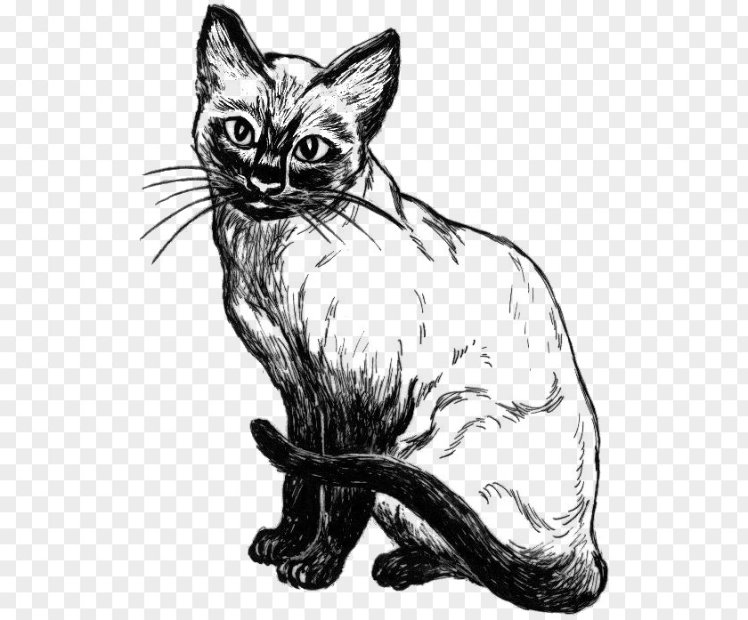 Sketch Siamese Cat Kitten Drawing Line Art Clip PNG