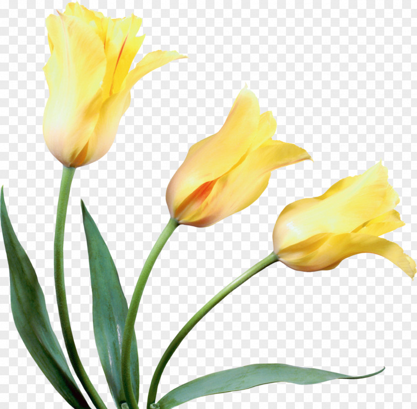 Tulip Cut Flowers Yellow PNG