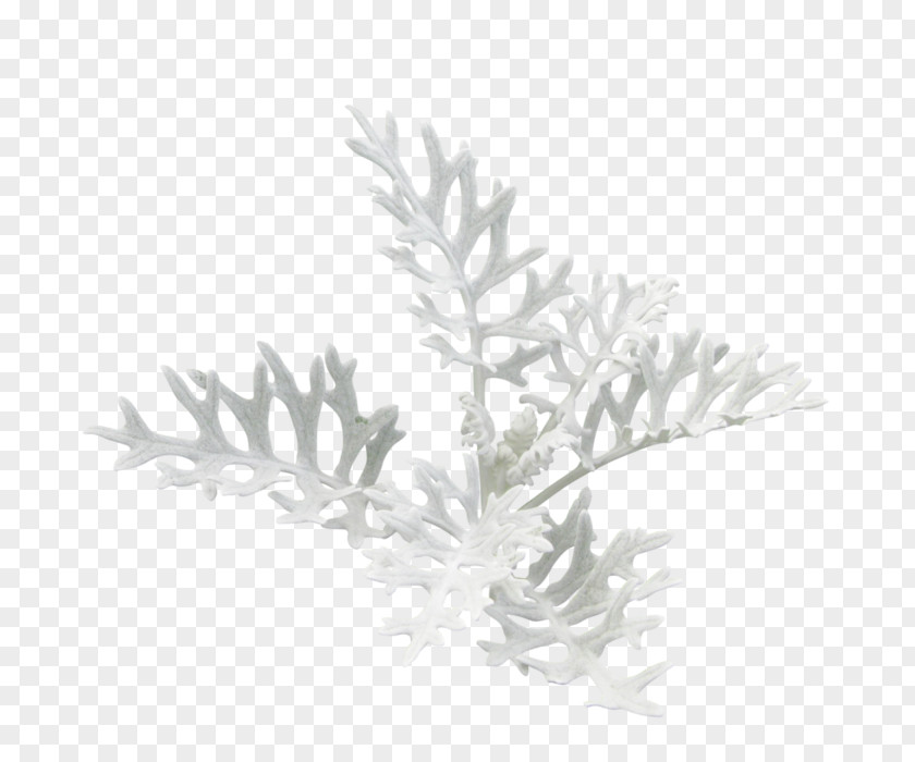 Algae Seaweed Растительный мир России Photography Clip Art PNG