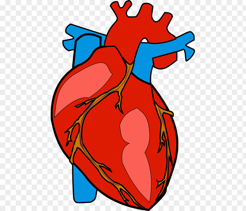 Heart Human Body Anatomy Clip Art PNG