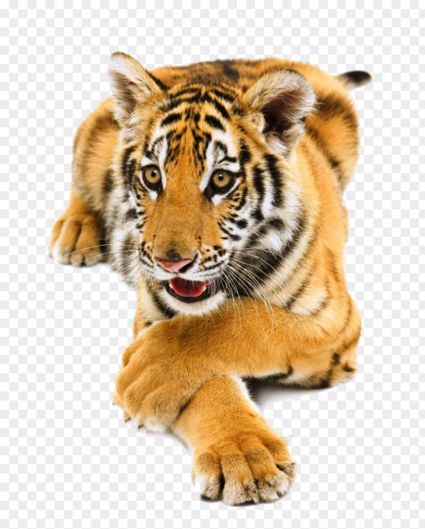 Lg Preview Download Bengal Tiger South China PNG