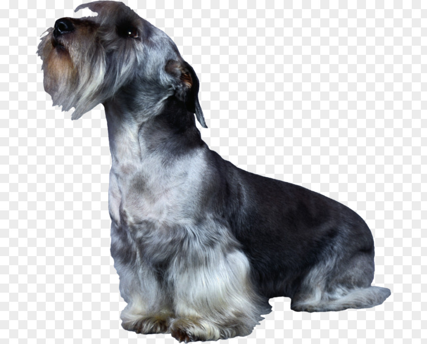 Miniature Schnauzer Cesky Terrier Standard Rare Breed (dog) Companion Dog PNG
