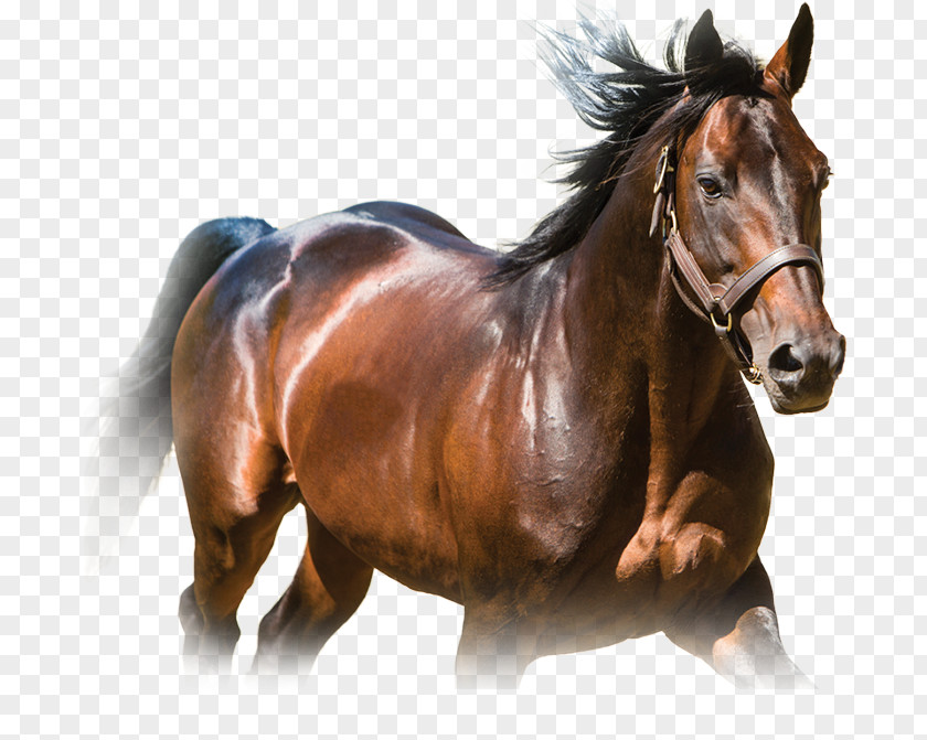 Mustang Stallion Standardbred Mane Mare PNG