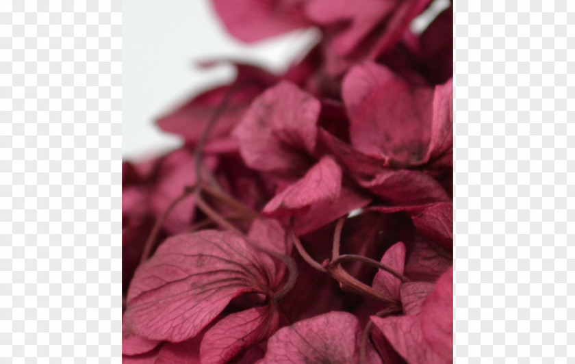 Rose Petal Family Pink M PNG