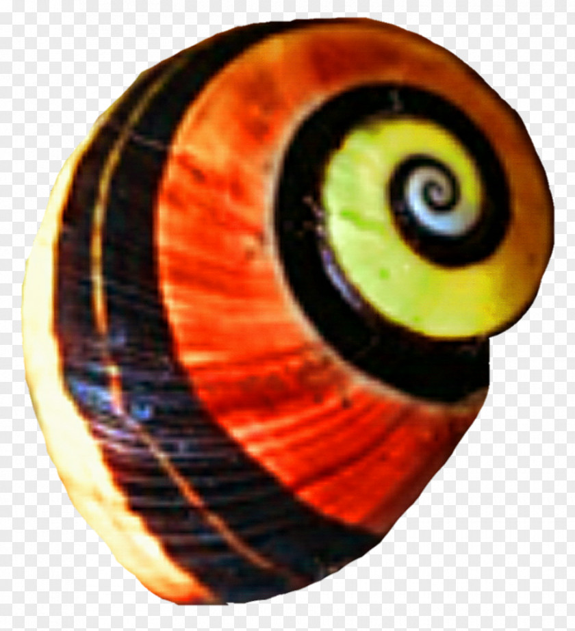 Snail Circle PNG