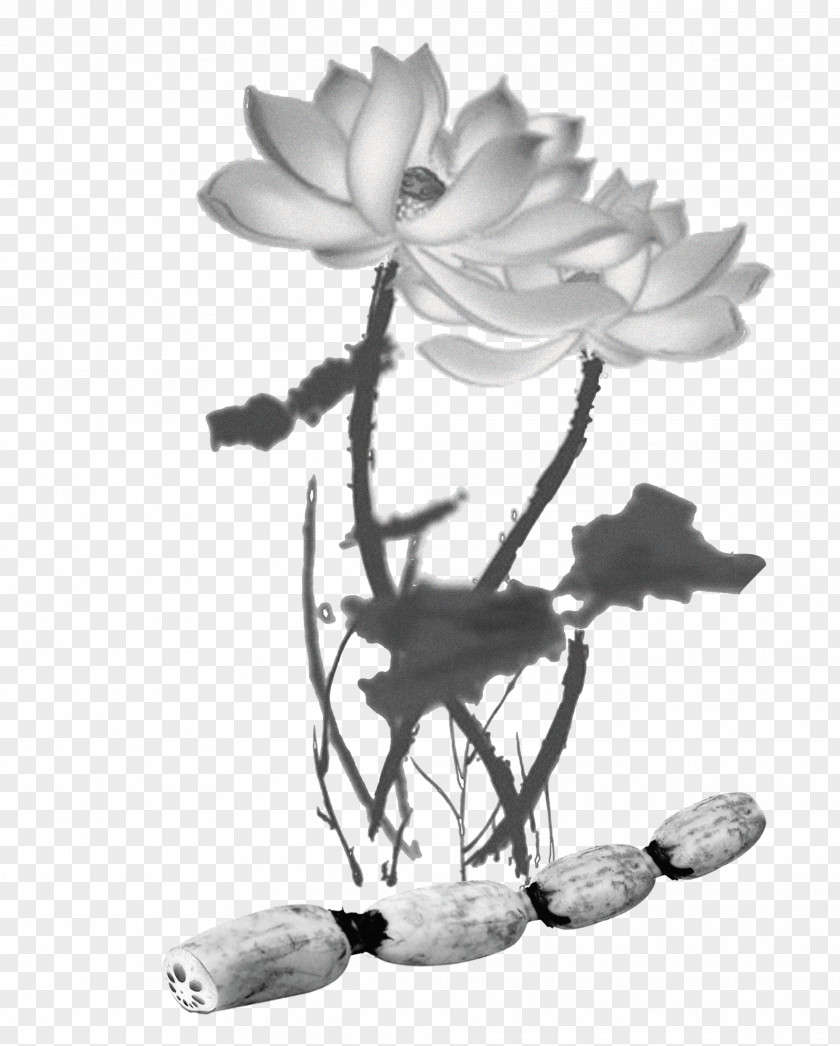 Black And White Ink Lotus Nelumbo Nucifera Seed App Store PNG