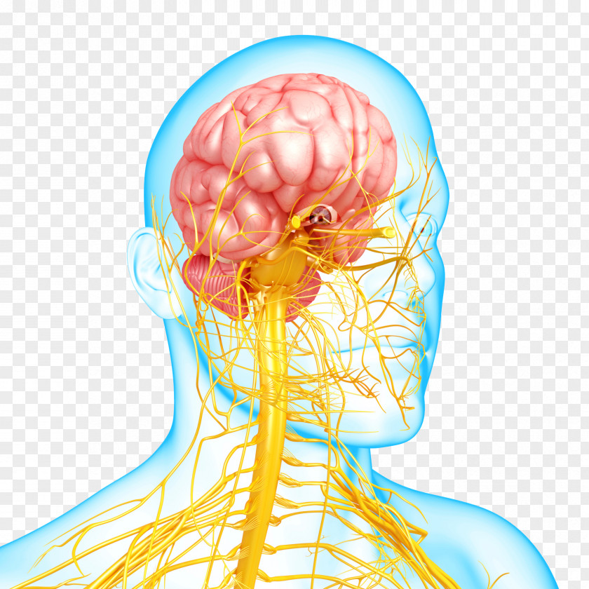Brain Nervous System Disease Mental Disorder Autonomic PNG