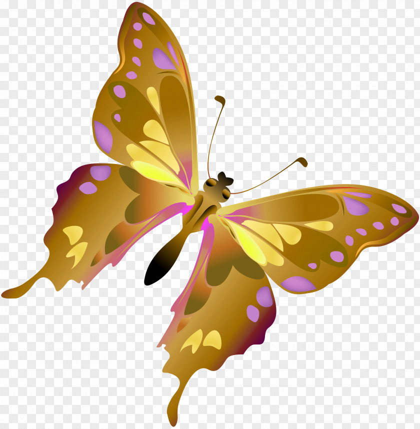 Butterfly Insect Dragonfly Moth Clip Art PNG