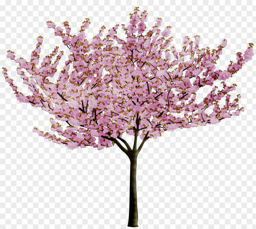 Cherry Blossom Image Tree PNG