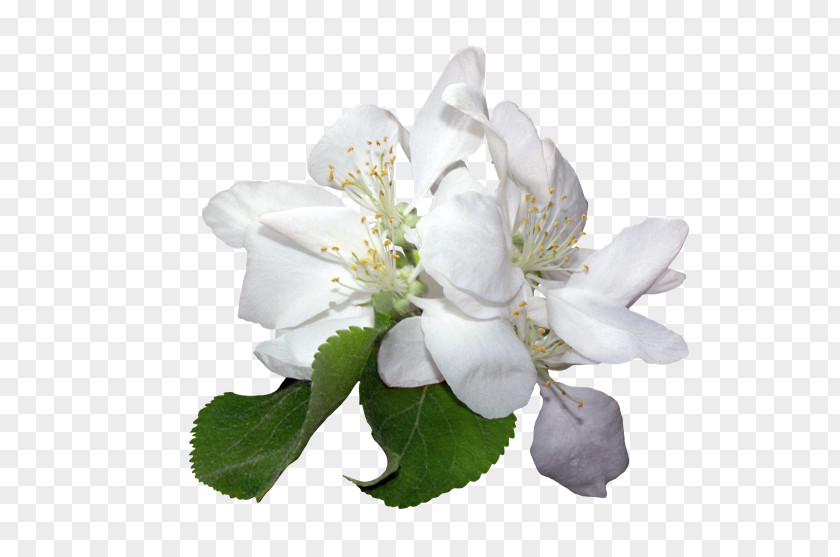 Flower White Petal Color PNG