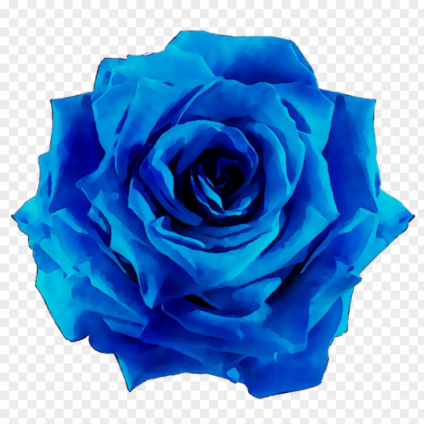 Garden Roses Blue Rose Cabbage Cut Flowers PNG