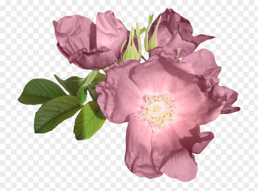 Purple Peony Centifolia Roses Garden Flower PNG