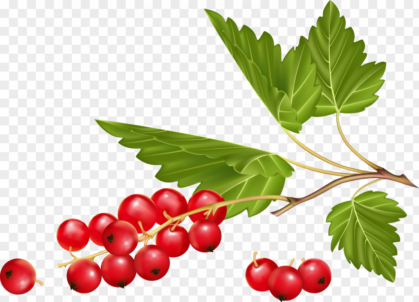 Berries White Currant Redcurrant Ribes Aureum Berry Blackcurrant PNG