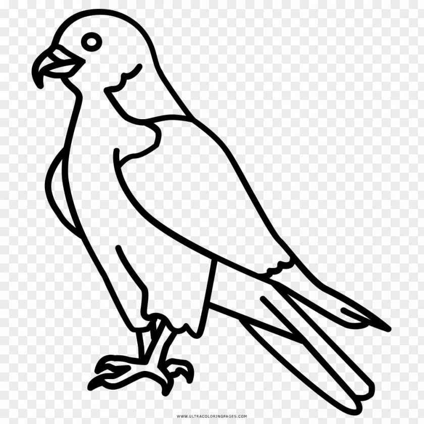 Falcon Drawing Coloring Book Beak PNG