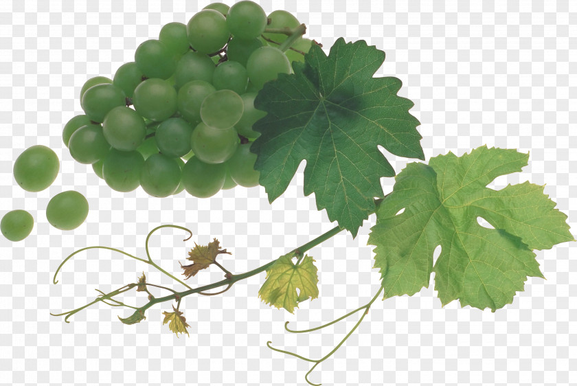 Feige Common Grape Vine Sultana Verjuice PNG