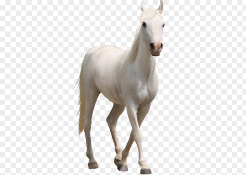 Horse Desktop Wallpaper Clip Art PNG