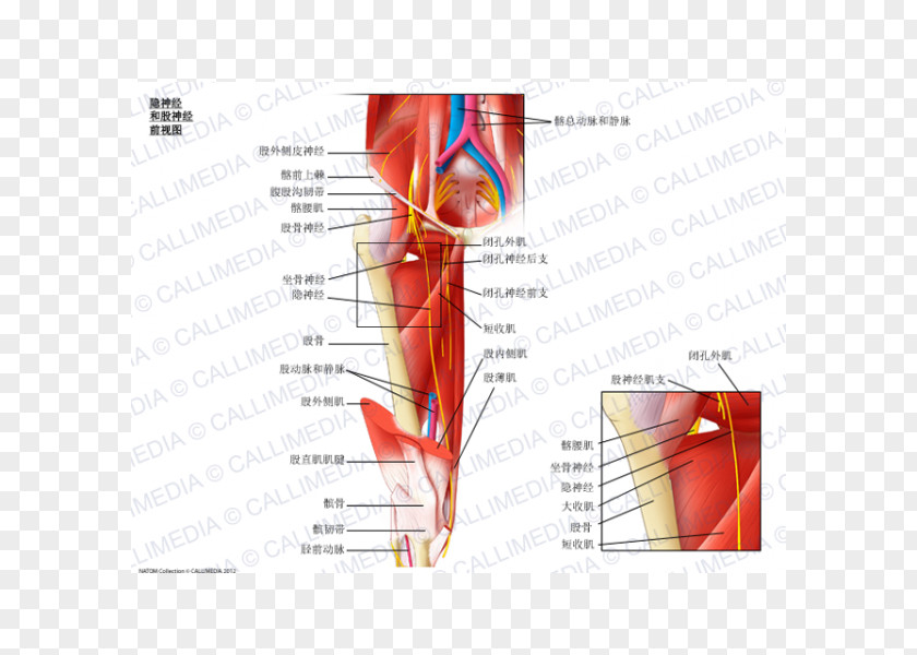 Obturator Nerve Saphenous Anterior Cutaneous Branches Of The Femoral PNG