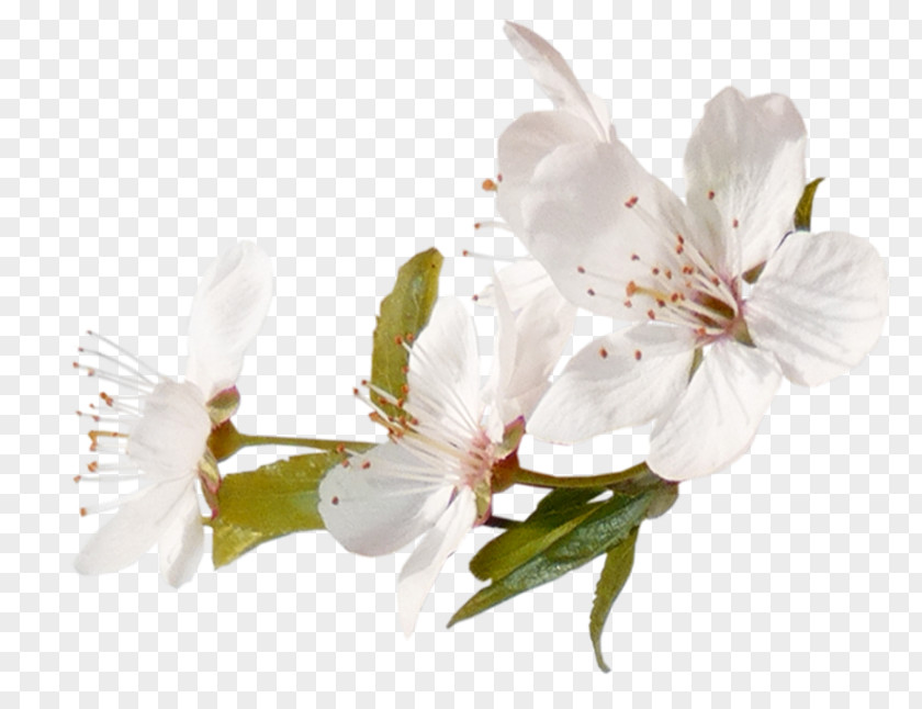 Peach Blossom Cherry Cerasus Image Tree PNG