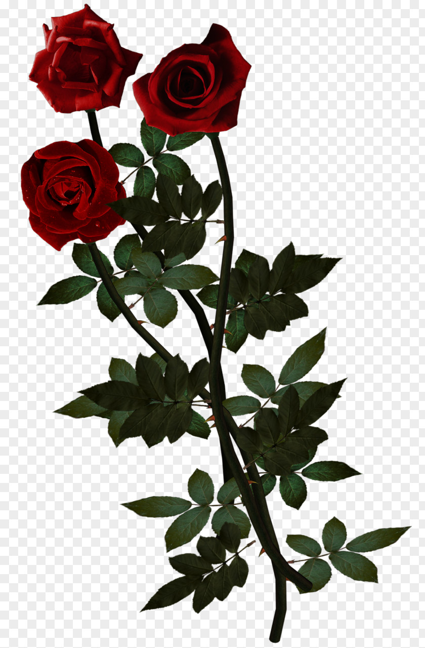 Rose Cut Flowers Clip Art PNG