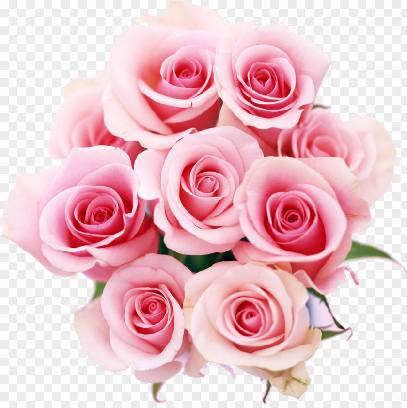 Rose Flower Color Pink PNG