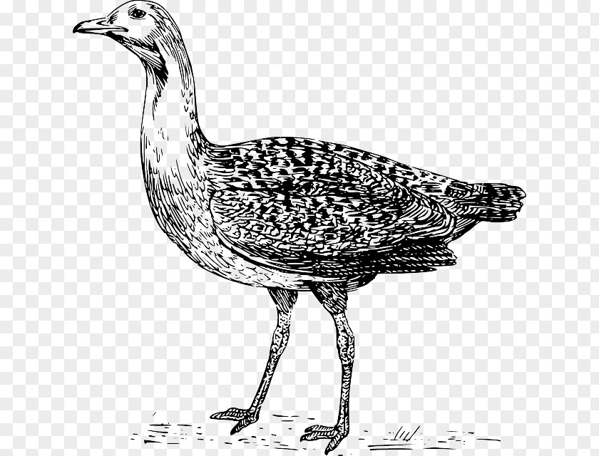 Silhouette Bustard Drawing Clip Art PNG